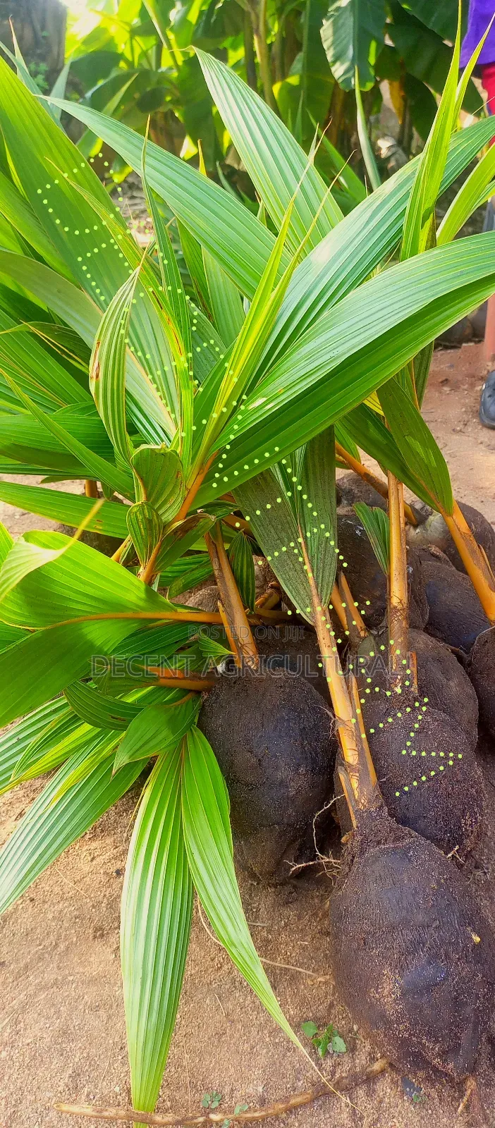 High Yield Coconut Seedlings