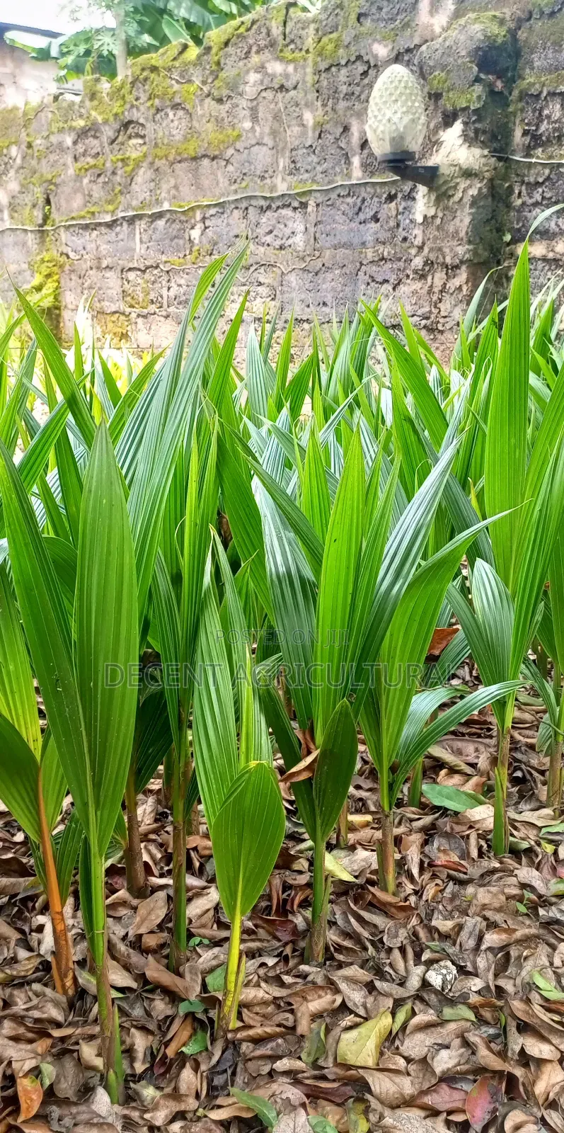 High Yield Coconut Seedlings