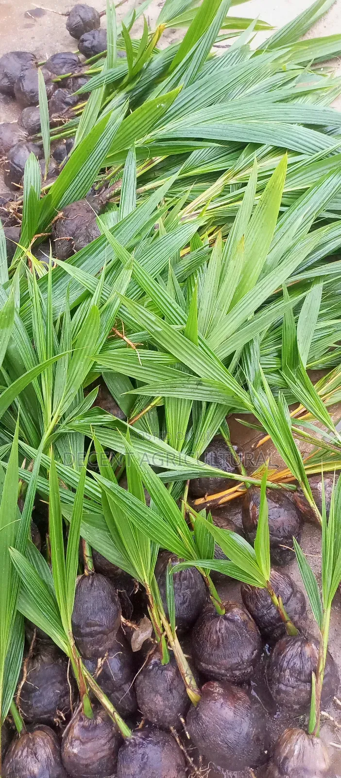 High Yield Coconut Seedlings