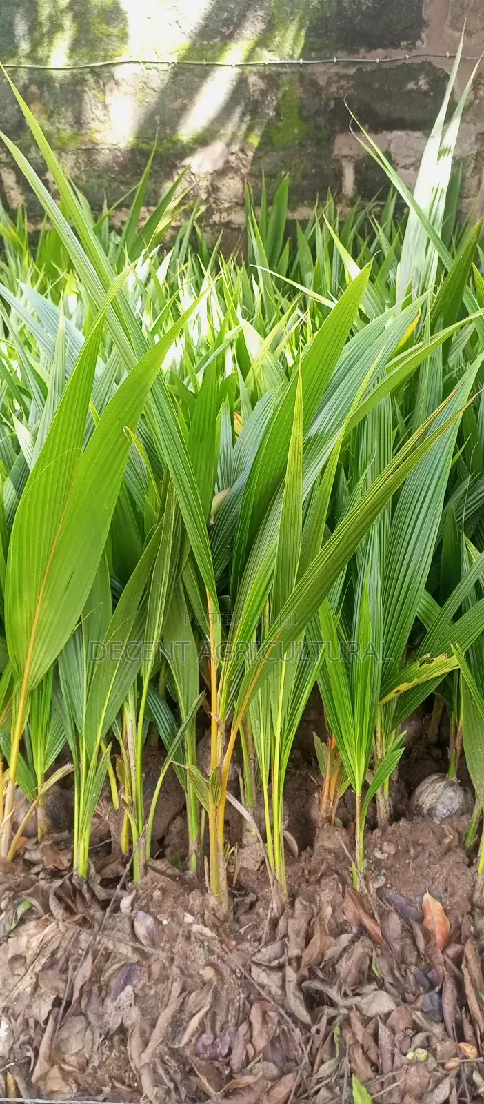High Yield Coconut Seedlings