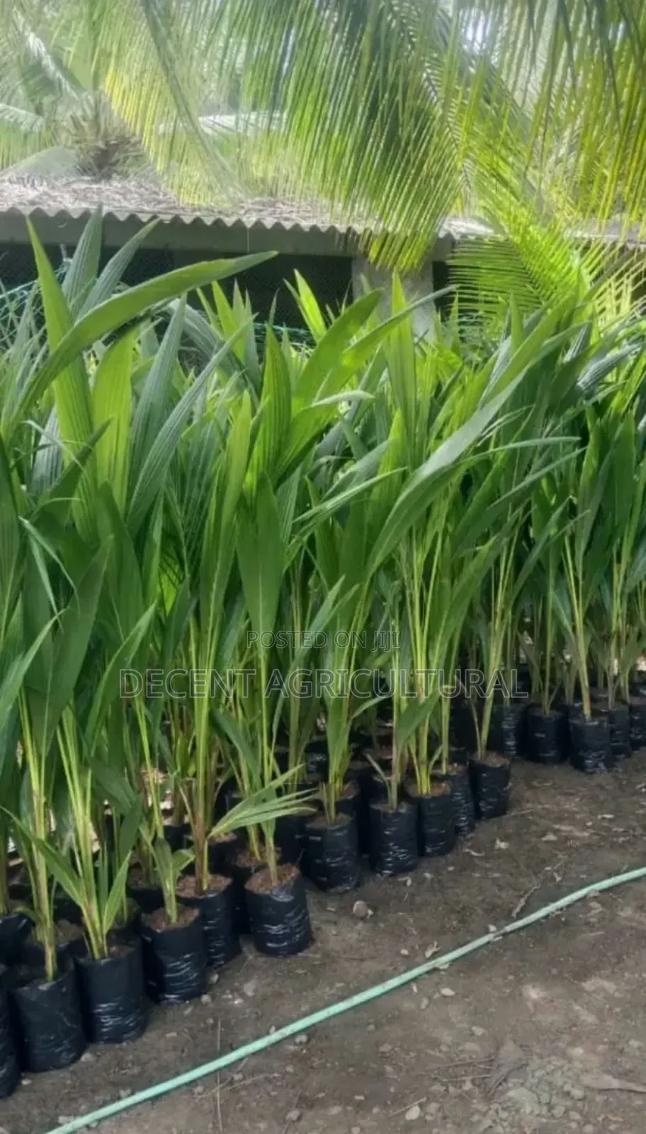 High Yield Coconut Seedlings