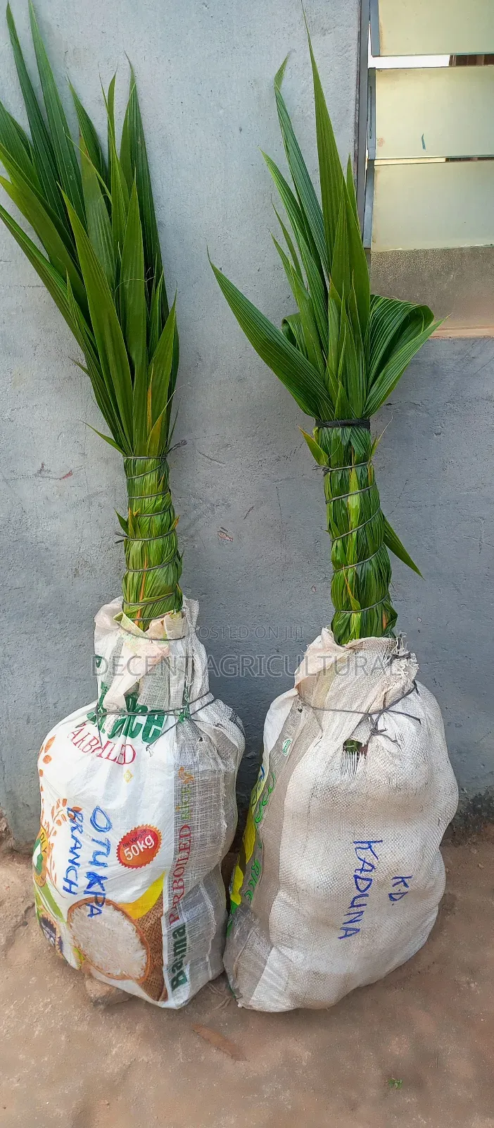 High Yield Coconut Seedlings