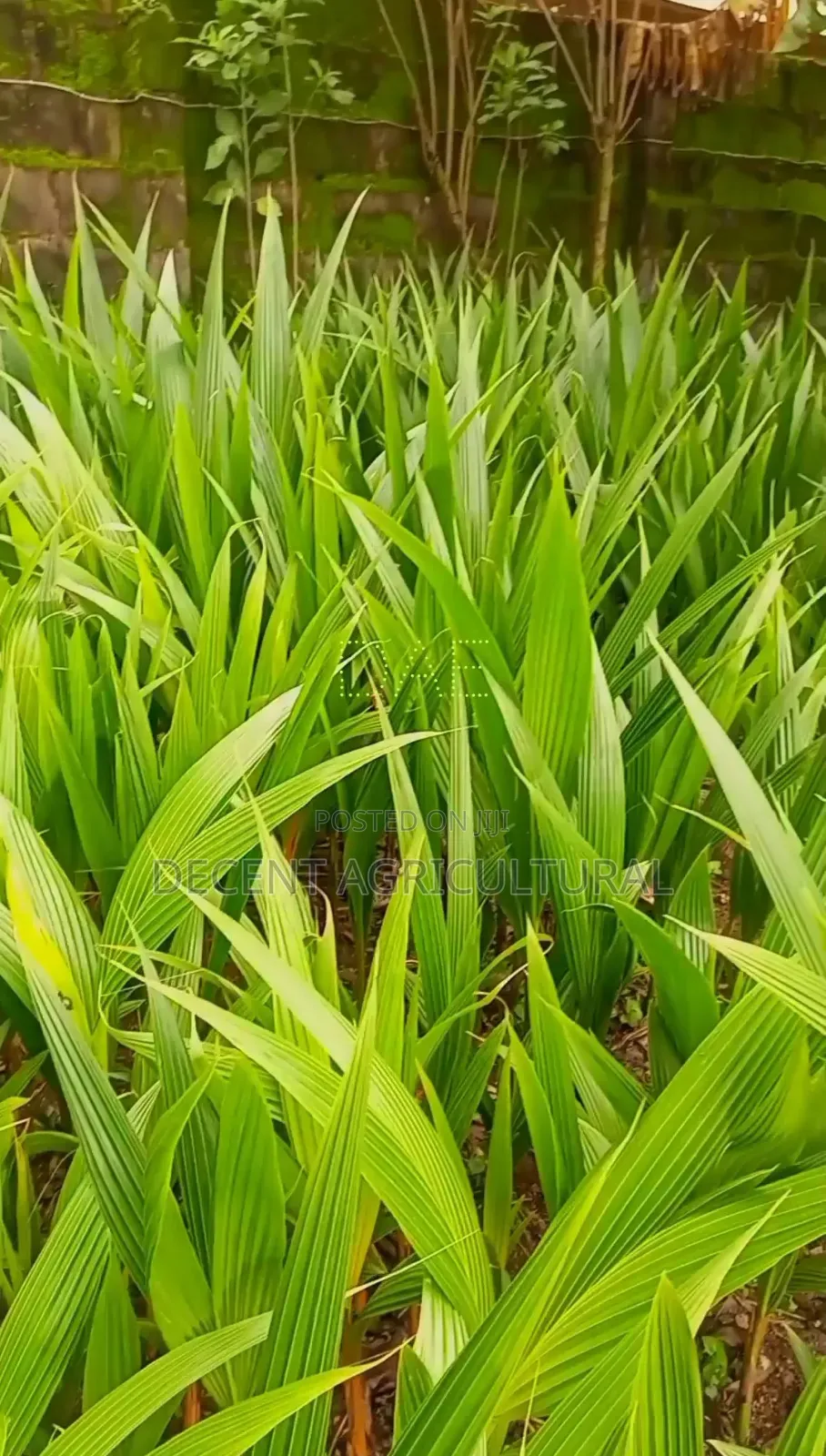 High Yield Coconut Seedlings