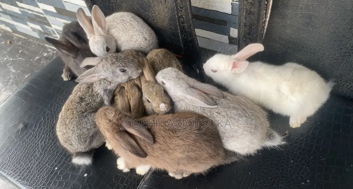 Rabbits for Sell