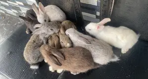 Rabbits for Sell