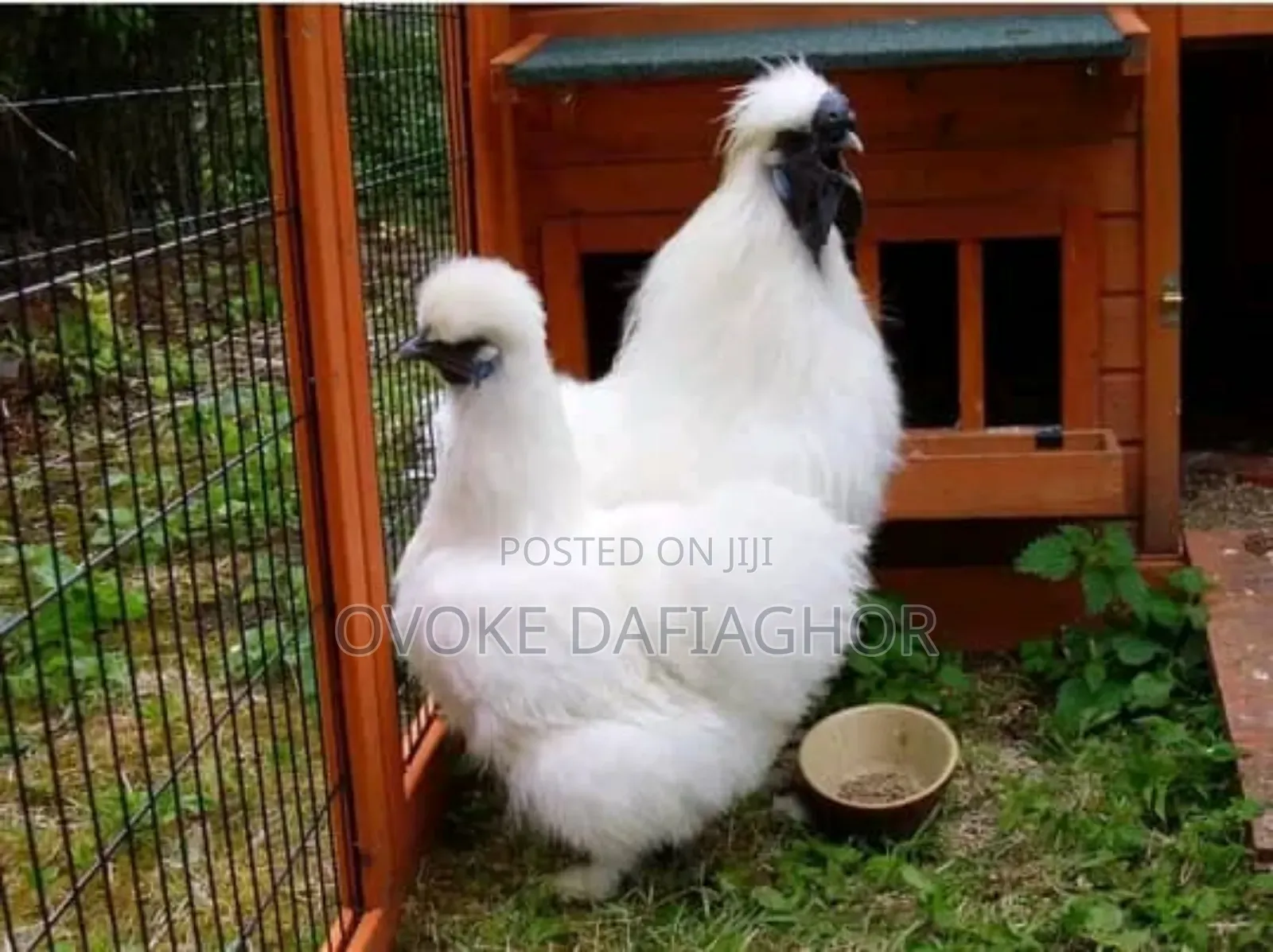 Silkie Chicken