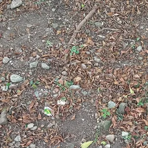 A Plot of Land at Off Celestial Avenue