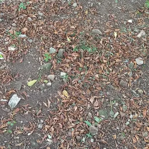 4acres Of Land For Sale At Alausa Ikeja