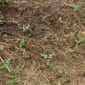 A Well Located Land Selling at Ibeju Lekki