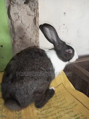 Large Rabbits for Meat/Production