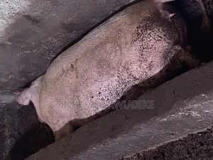 Pigs for Sales Duroc Large White Tn 70 Landrace Etc