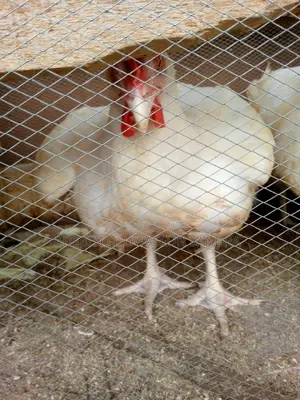 Matured Chicken for Sale for Easter