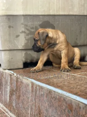 1-3 months Male Purebred Boerboel