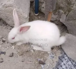 Rabbit for Sale