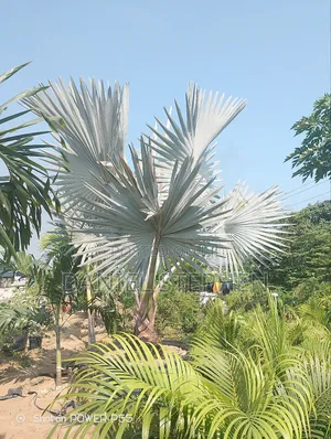 Big Silver Palm