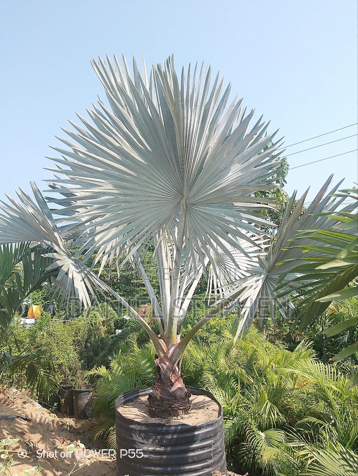 Big Silver Palm