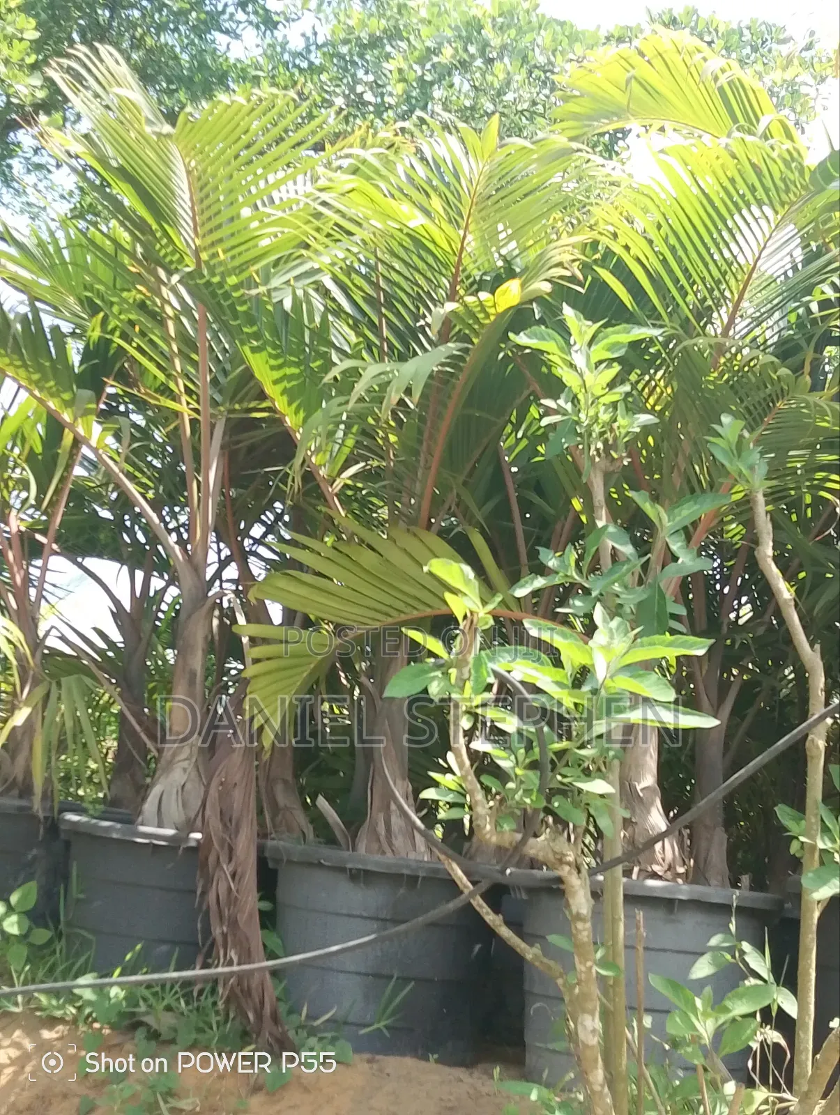 Big Bottle Palm for Sell