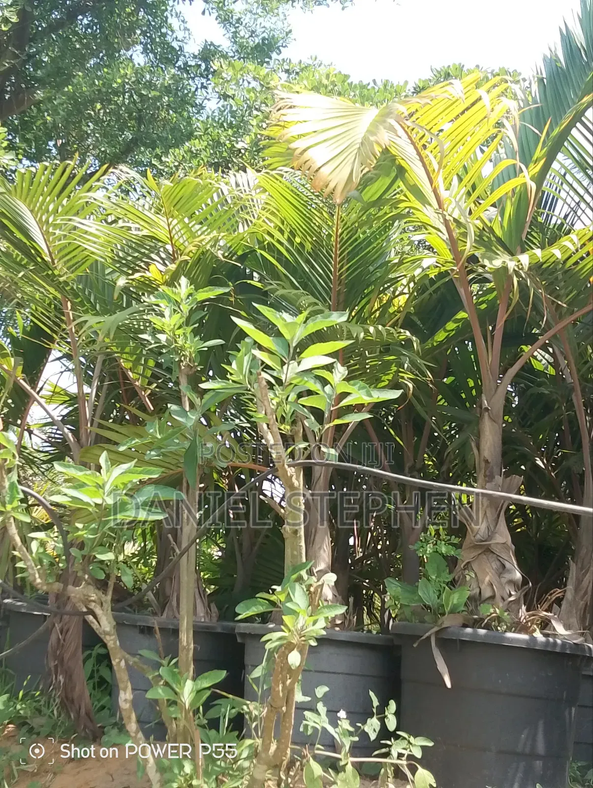 Big Bottle Palm for Sell