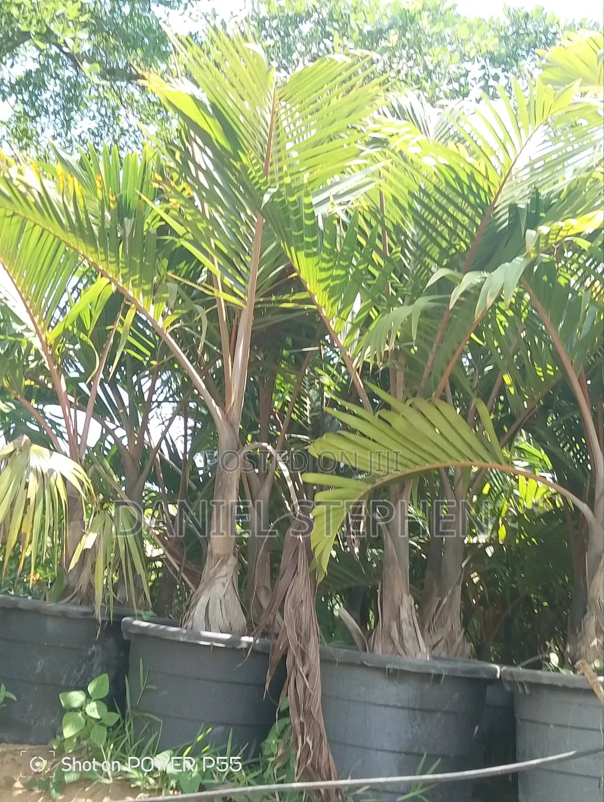 Big Bottle Palm for Sell