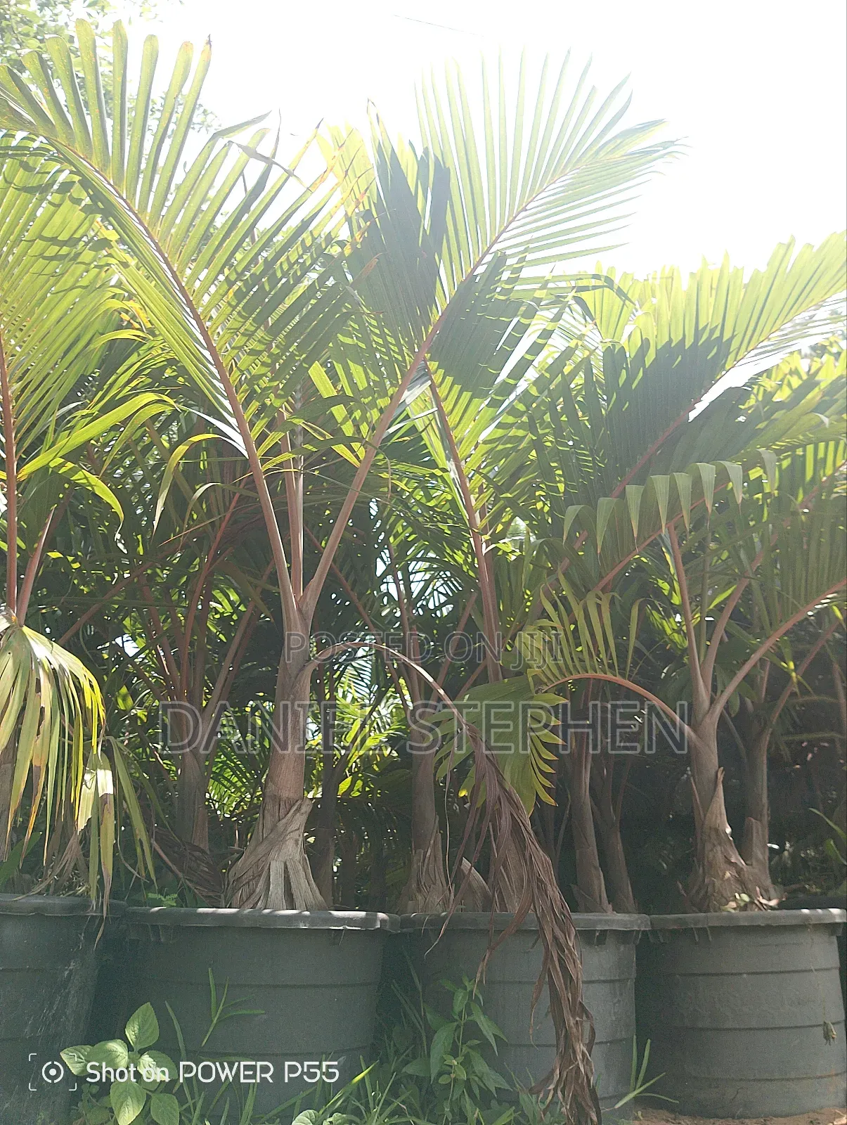Bottle Palm