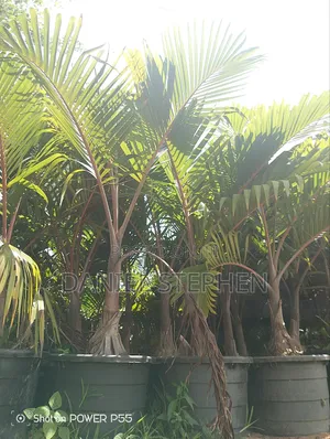 Bottle Palm