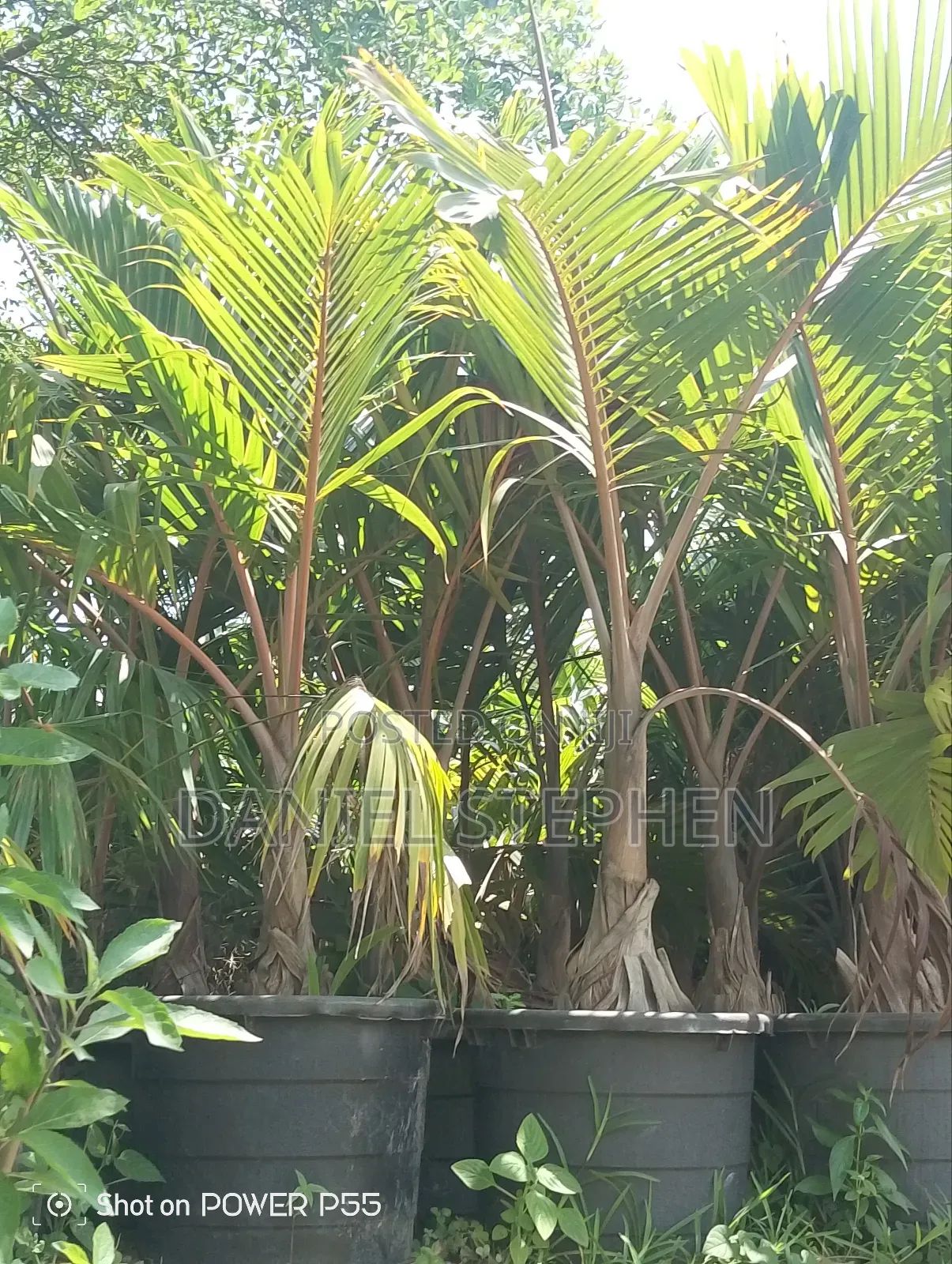 Bottle Palm