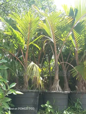Bottle Palm