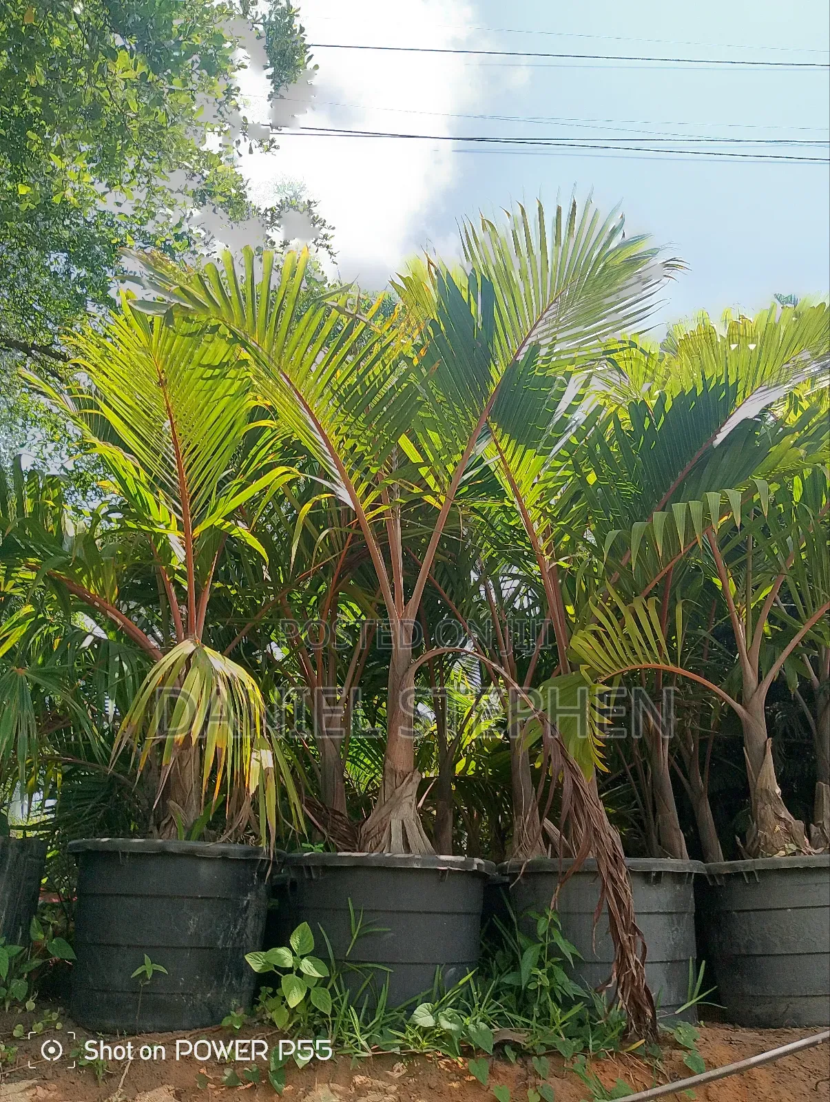 Bottle Palm