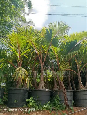 Bottle Palm