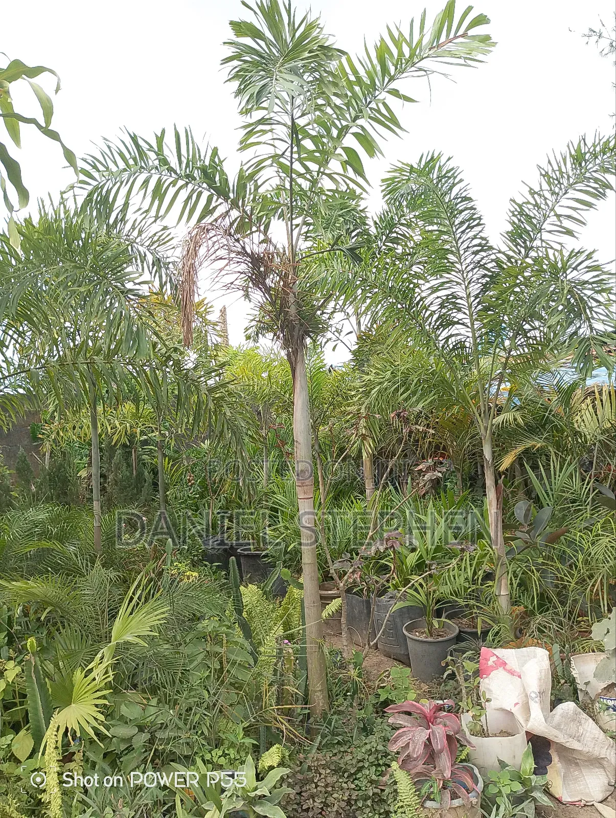 12 Feet Plus Palm for Sell