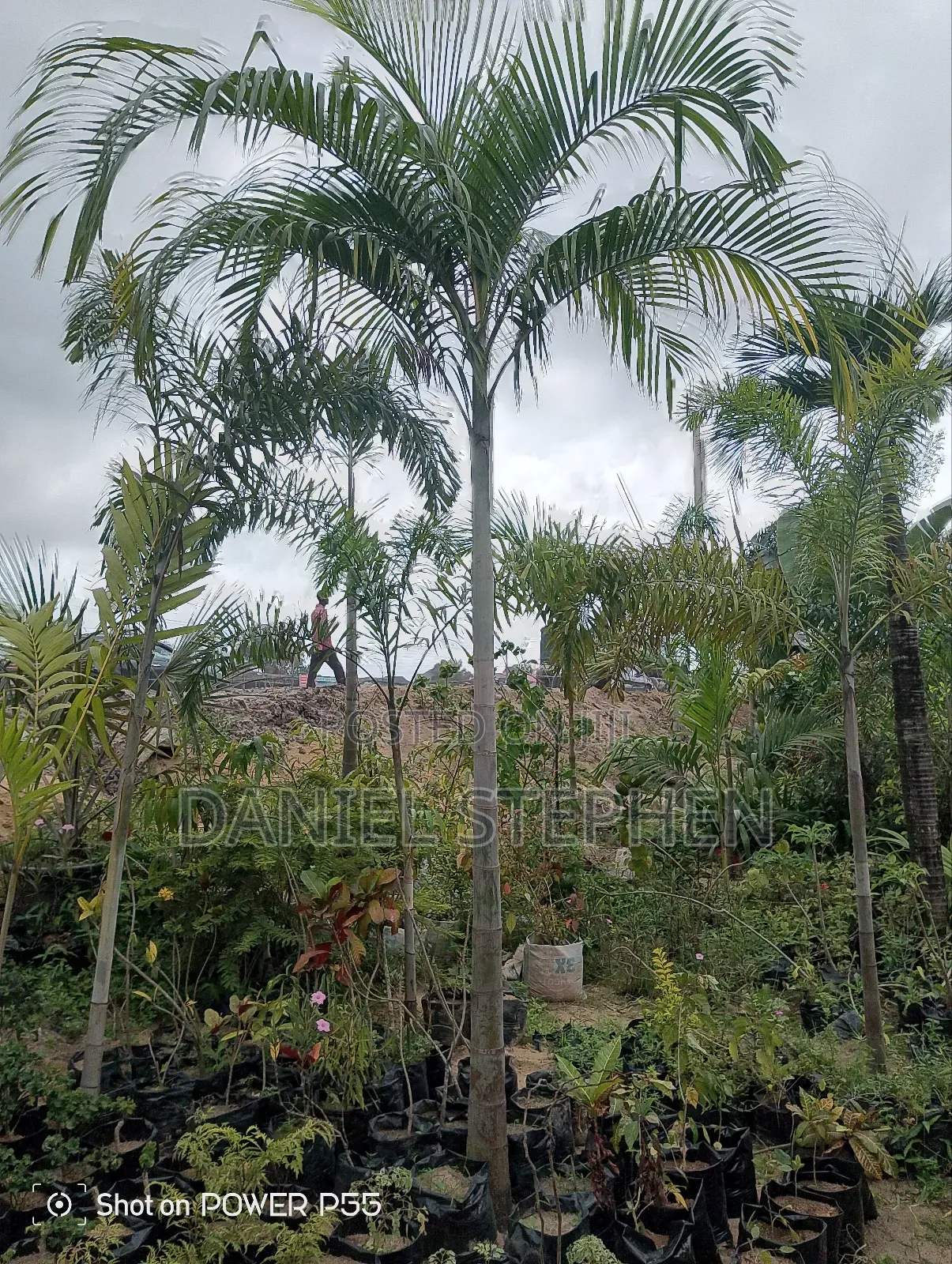 12 Feet Plus Palm for Sell