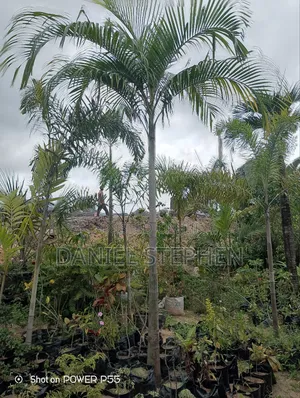 12 Feet Plus Palm for Sell