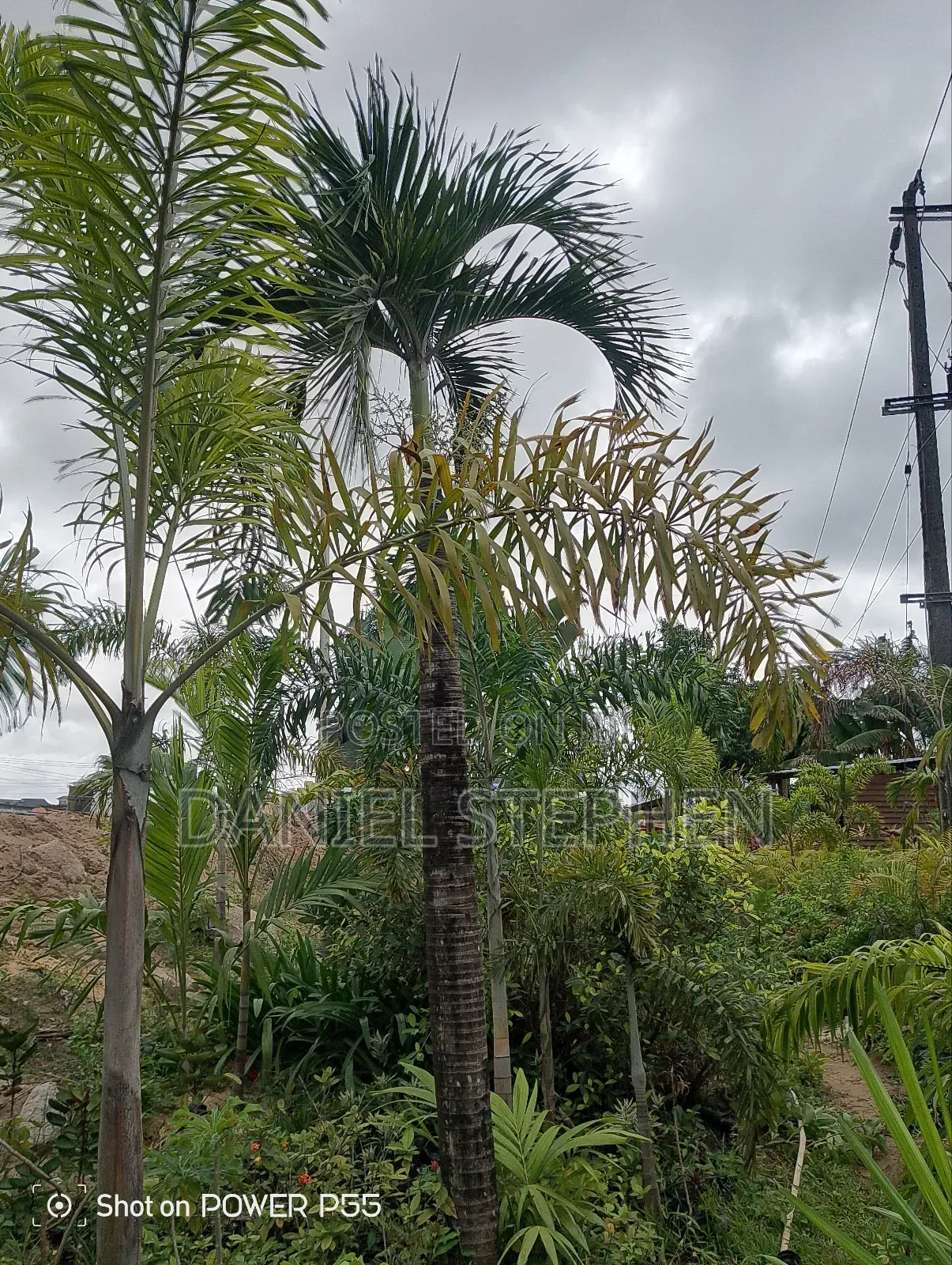 12 Feet Plus Palm for Sell