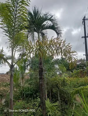 12 Feet Plus Palm for Sell