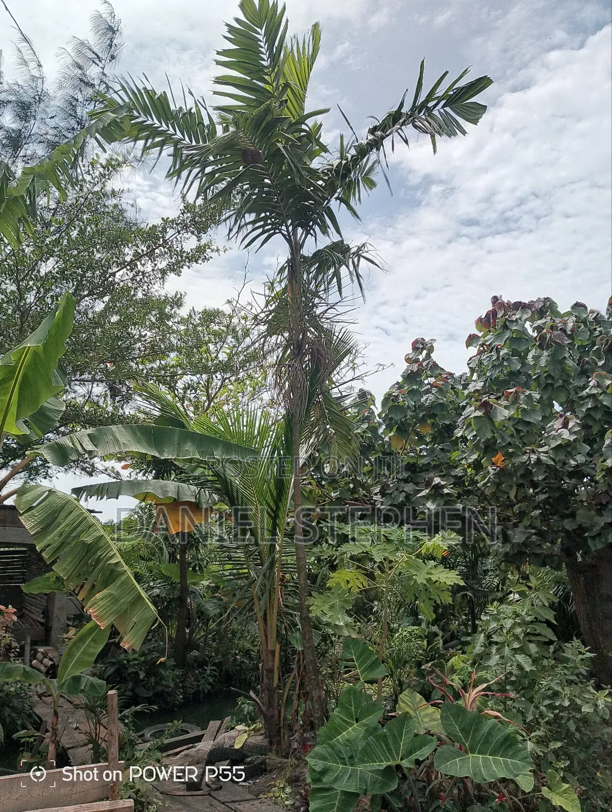 12 Feet Plus Palm for Sell
