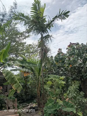 12 Feet Plus Palm for Sell