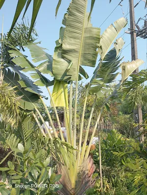 Travellers Palm (12feed)