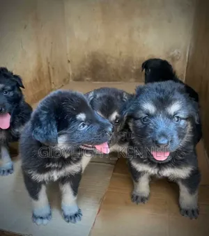 0-1 month Male Purebred German Shepherd