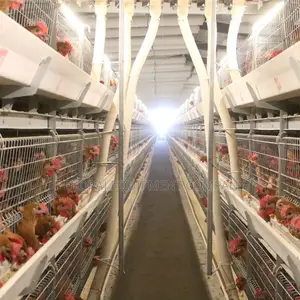 Automatic Chicken Cage Seller in Nigeria and Setup