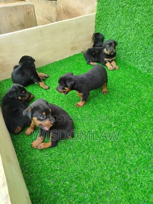 1-3 months Female Purebred Rottweiler