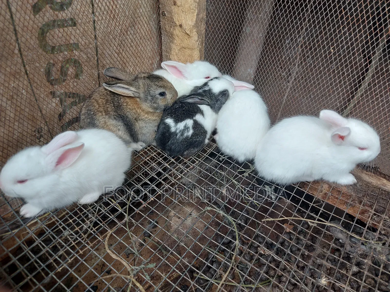 Weaners Rabbits