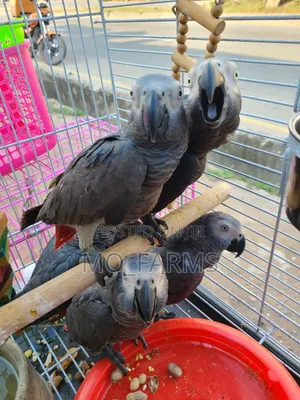 Africa Talking Bird Parrots
