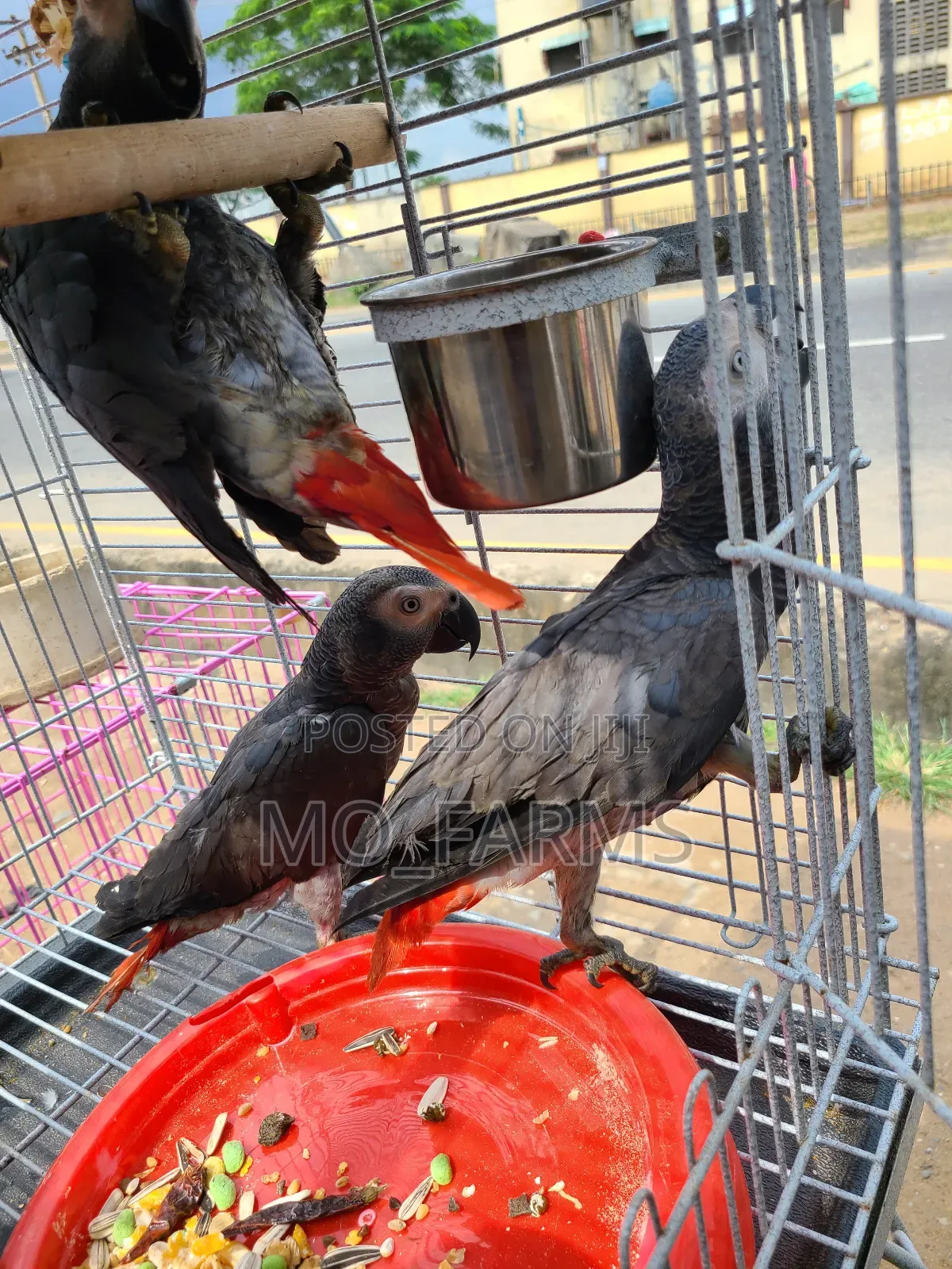 Africa Talking Bird Parrots