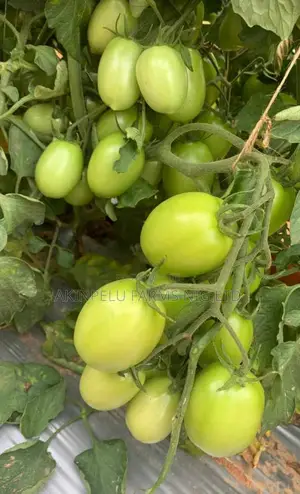Tomato Production/Farming.