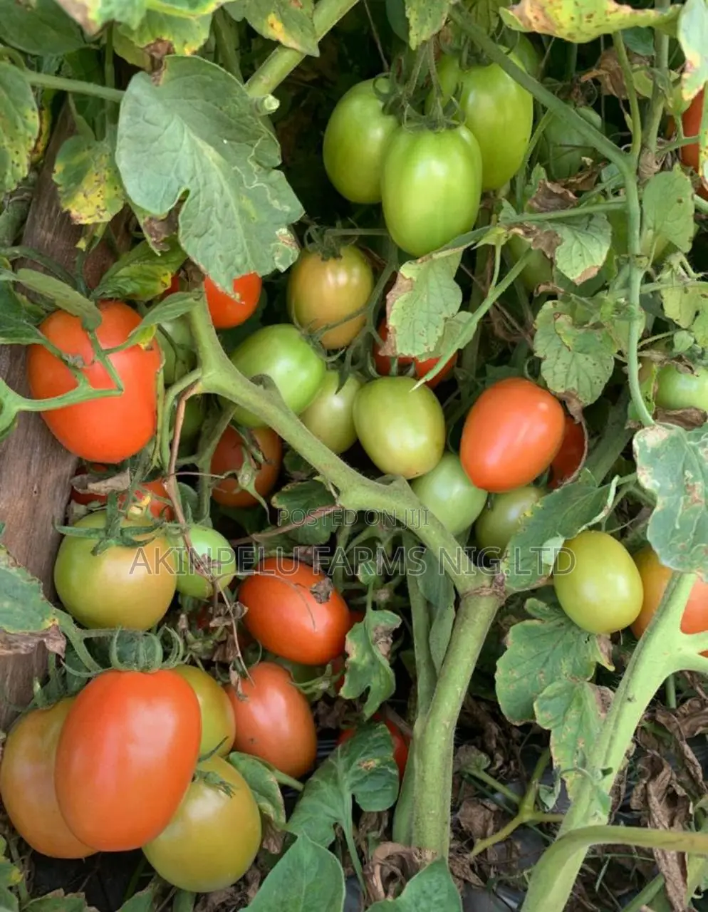 Tomato Production/Farming.