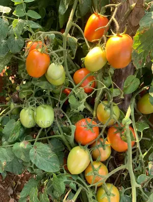 Tomato Production/Farming.
