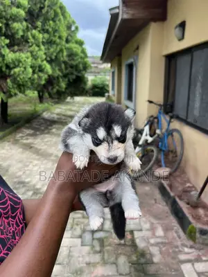 1-3 months Male Purebred Siberian Husky