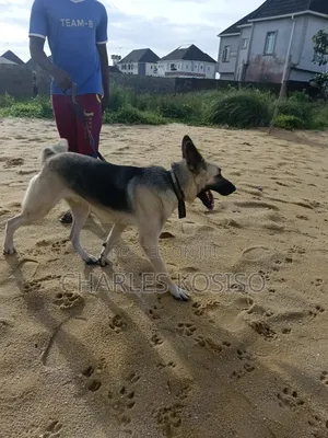 1+ year Male Purebred German Shepherd
