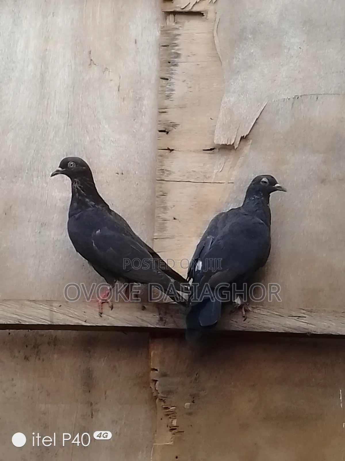 Black Pidgeons