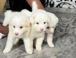 1-3 months Male Purebred American Eskimo
